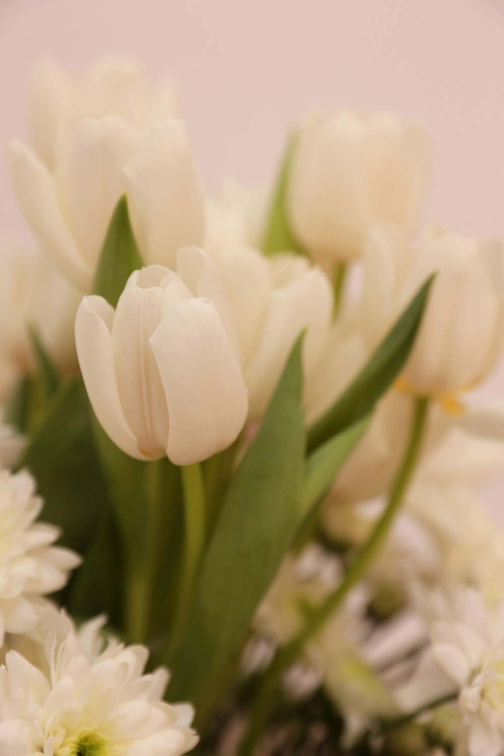tulipes blanches symbole de Virginie Voncken, la marque de mode durable made in France